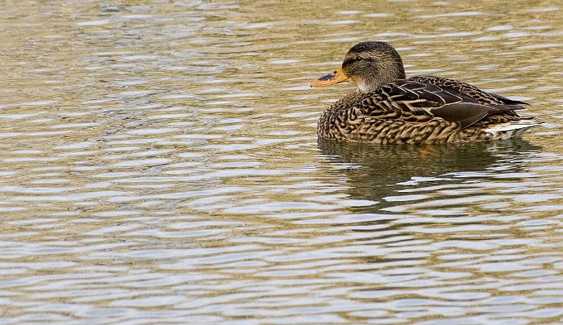03 - Colvert femelle.jpg